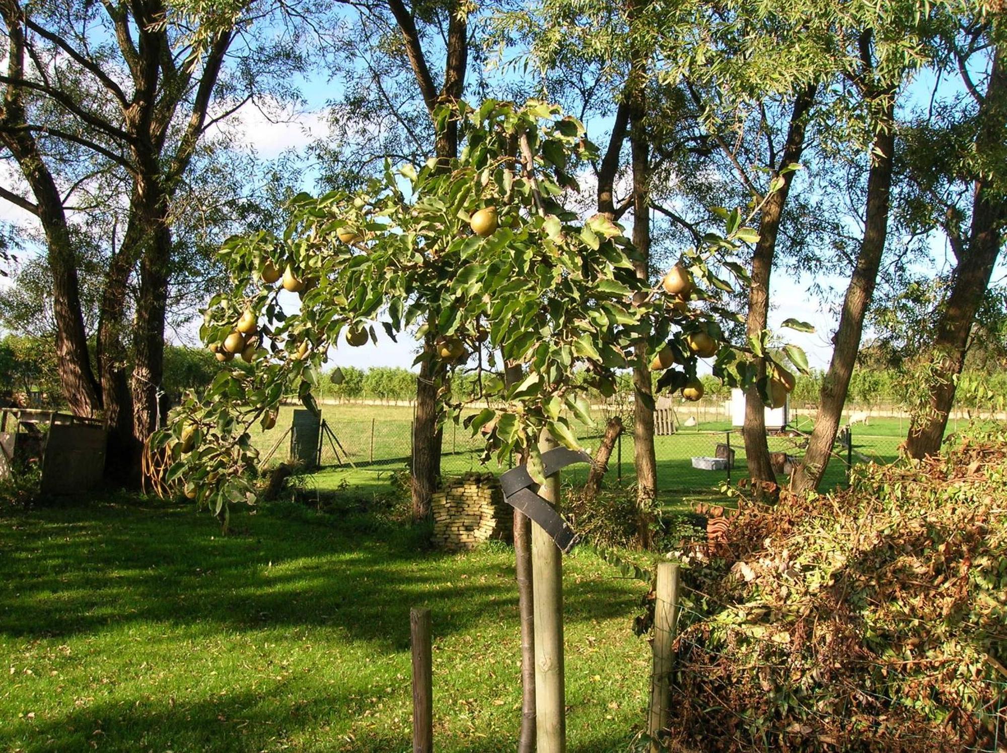 Appels En Peren