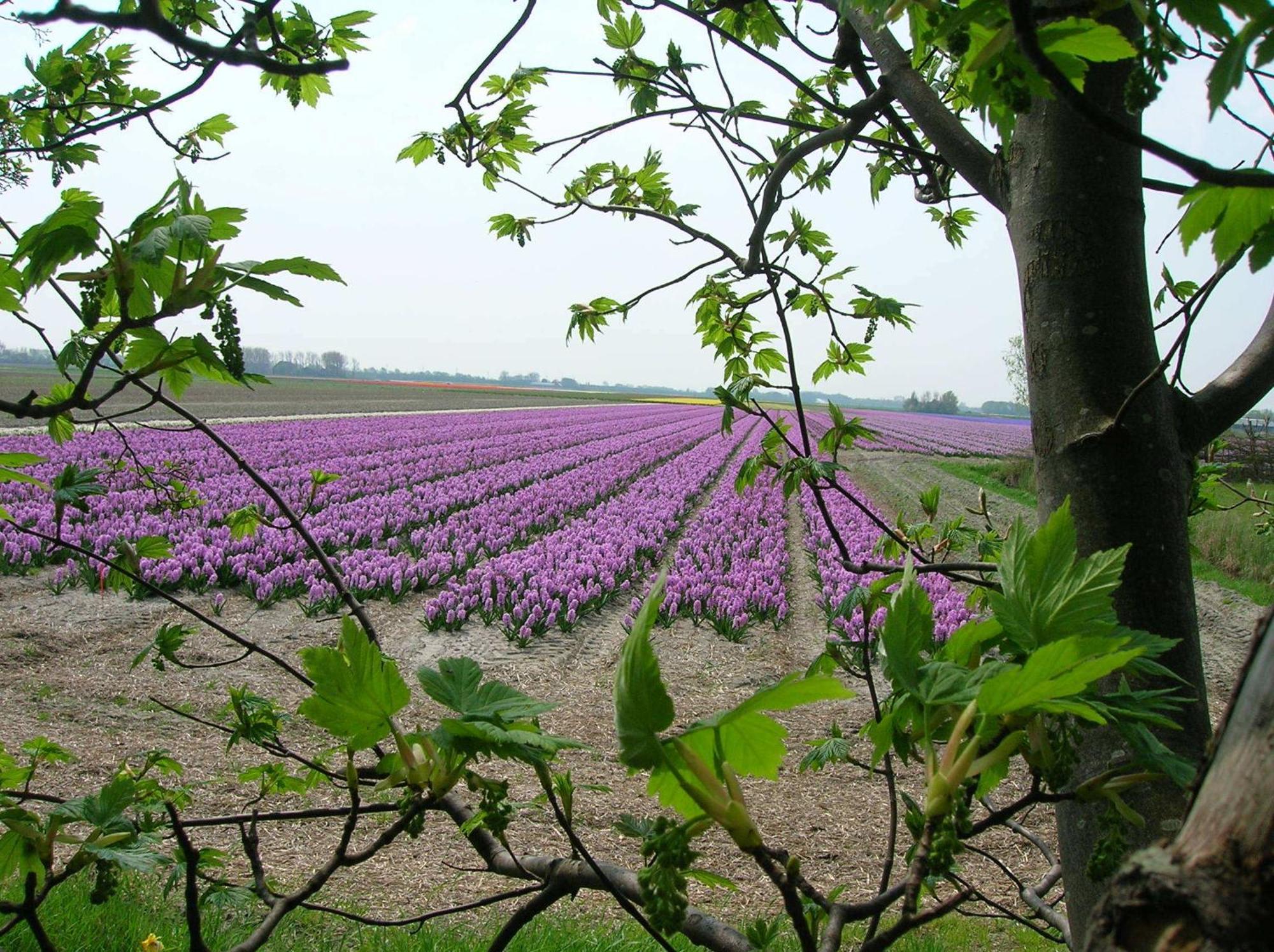 Bed & Breakfast Appels En Peren Breezand