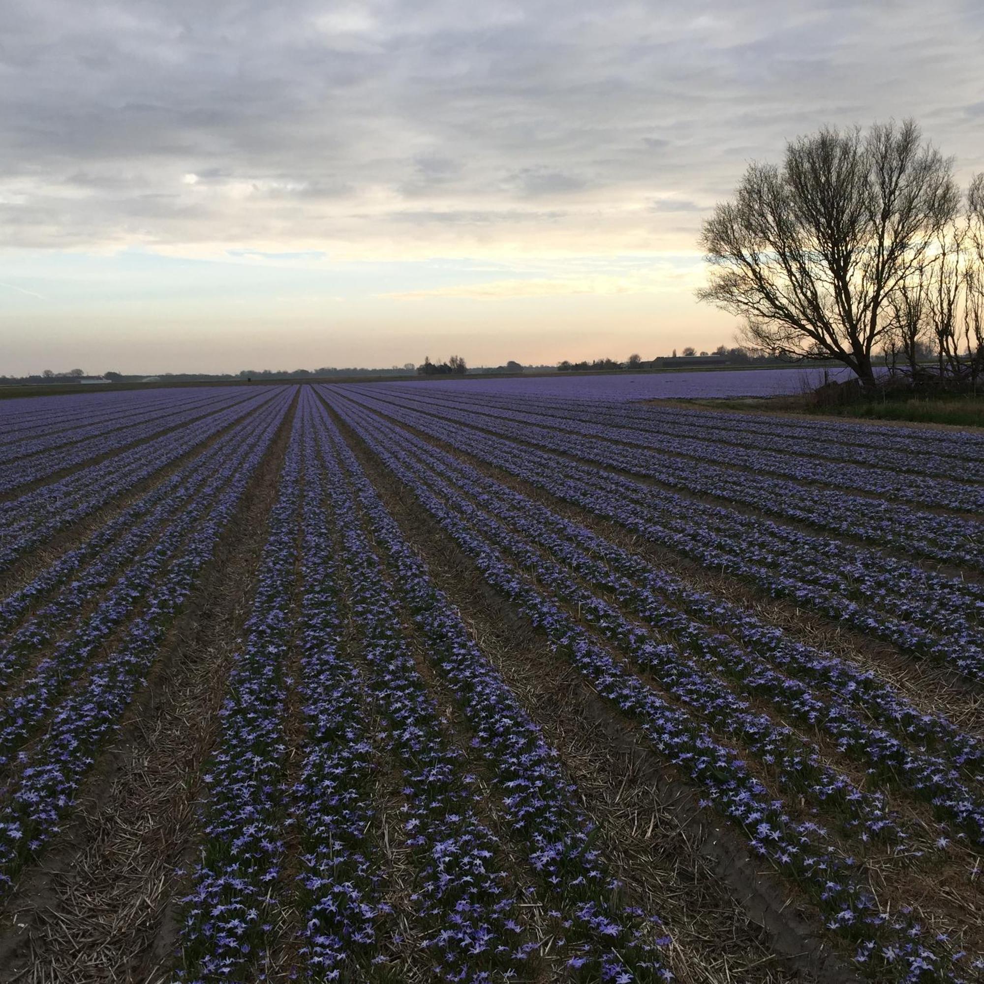 Bed & Breakfast Appels En Peren 3*