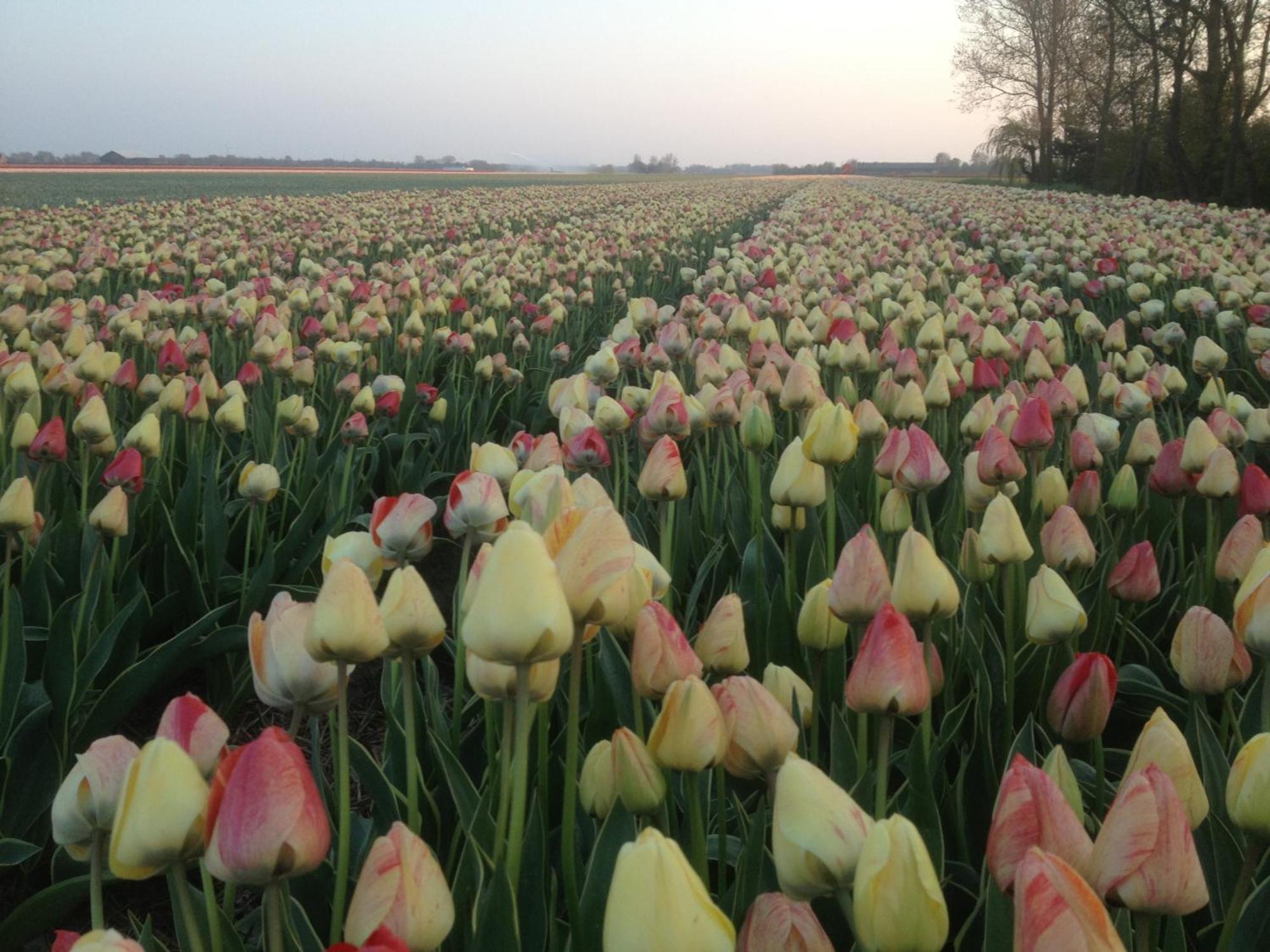 Appels En Peren Breezand